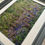 Thumbnail: Carpet of Bluebells