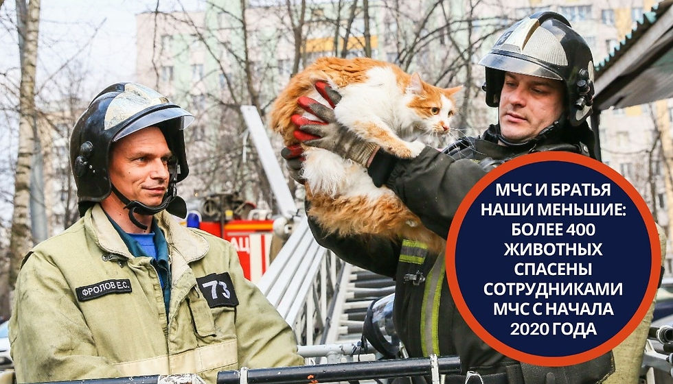 Пожарным некогда ловить удачу за хвост: они спасают животных