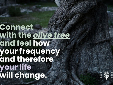 Connect with the olive tree and feel how your frequency and therefore your life will change