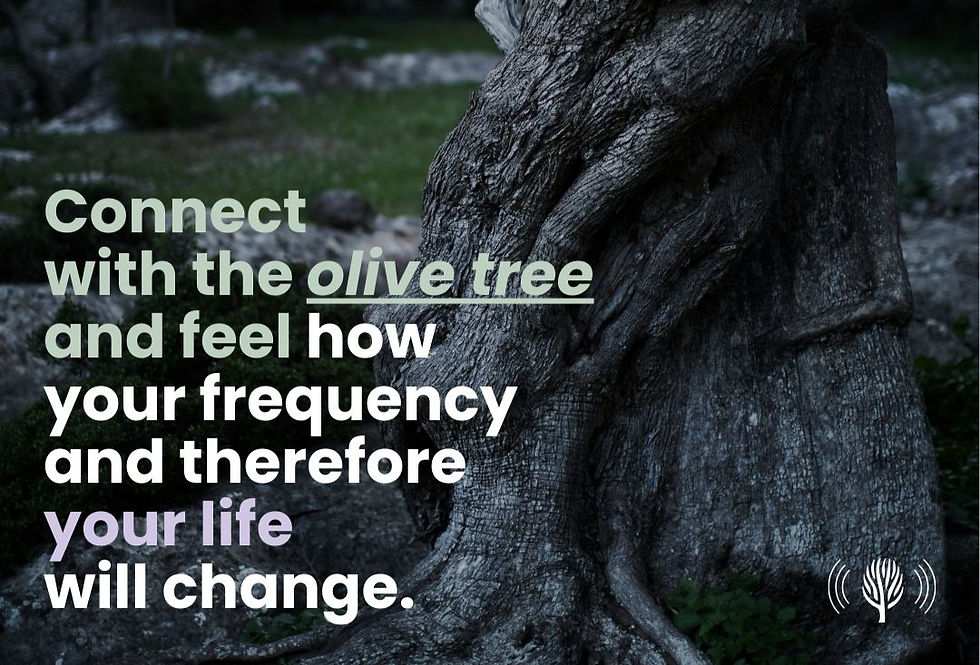 Connect with the olive tree and feel how your frequency and therefore your life will change