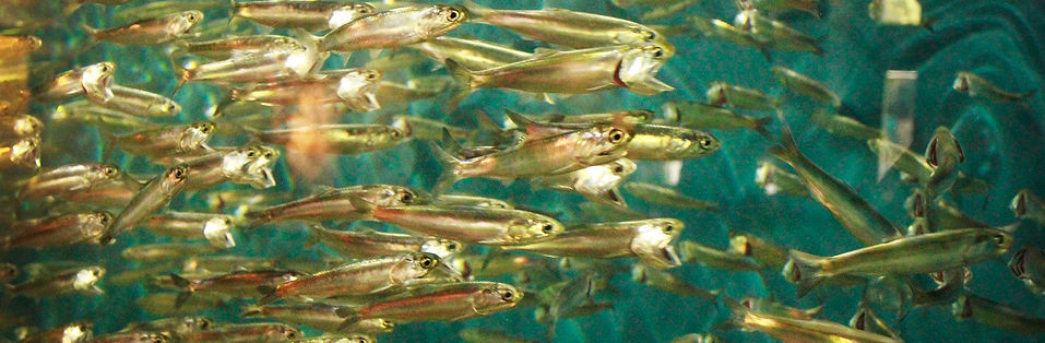 Small fish swimming in tank.
