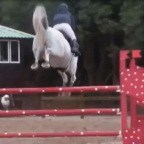 Ponies for Sale, Horses for Sale, Jumper Horses for Sale, Hunter Ponies for Sale, Equitation Ponies for Sale, Dressage Ponies for Sale, Hunter Jumper Ponies for Sale, Equitation Ponies for Sale, Pony for Sale, Horse Classifieds, Horse for Sale Classifieds