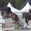Thumbnail: 4 Year Old Gelding by Untouchable x Libero H (Hunter/EQ)
