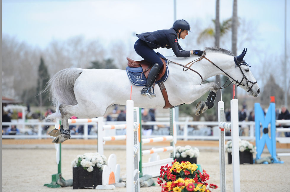 Thumbnail: Exceptional Showjumping Horse For Sale