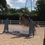 Thumbnail: Hunter Pony for Sale 