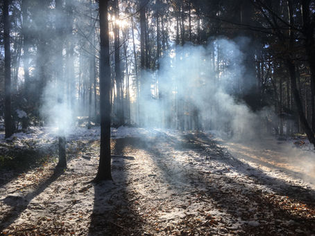Winter im Wald
