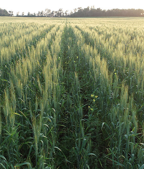 Drone Shot in the evening looking over a wheat field