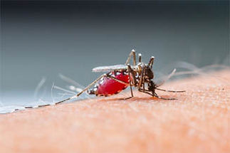 anopheles-mosquito.jpg