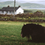 Thumbnail: Summer Nap, Dingle, Ireland