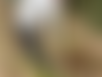 たけのこ掘りへ