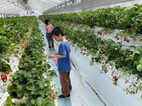 いちご狩り🍓体育館遊び🏐陶芸絵付け