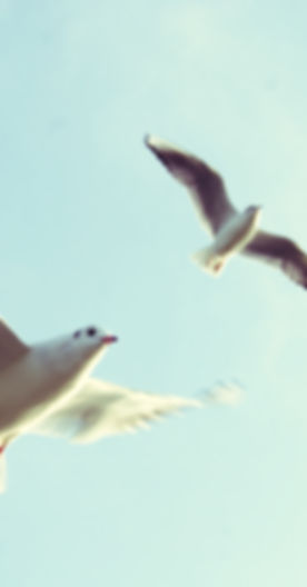 Flying Birds