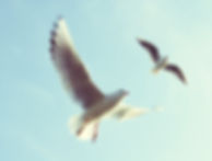 Flying Birds