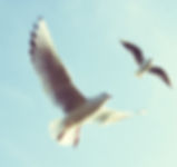 Flying Birds