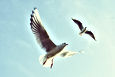 Flying Birds