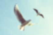 Flying Birds