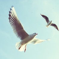 Oiseaux volants
