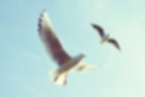 Flying Birds