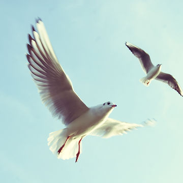 Flying Birds