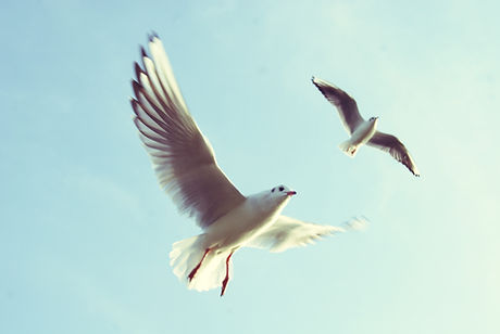 Flying Birds