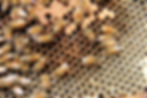 Bees