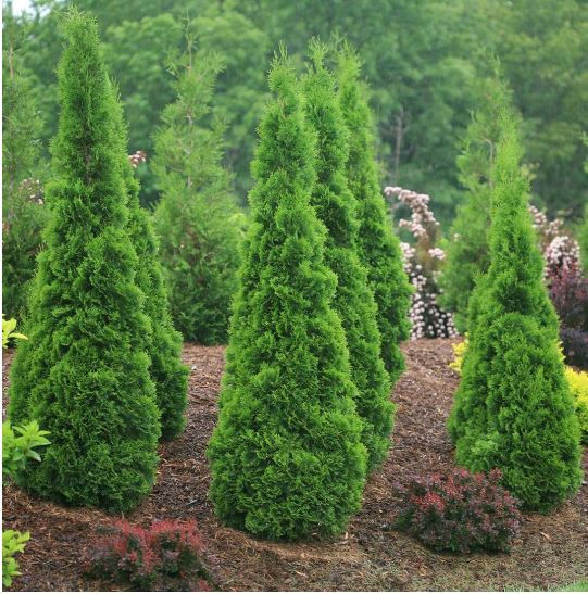 NORTH POLE® Arborvitae