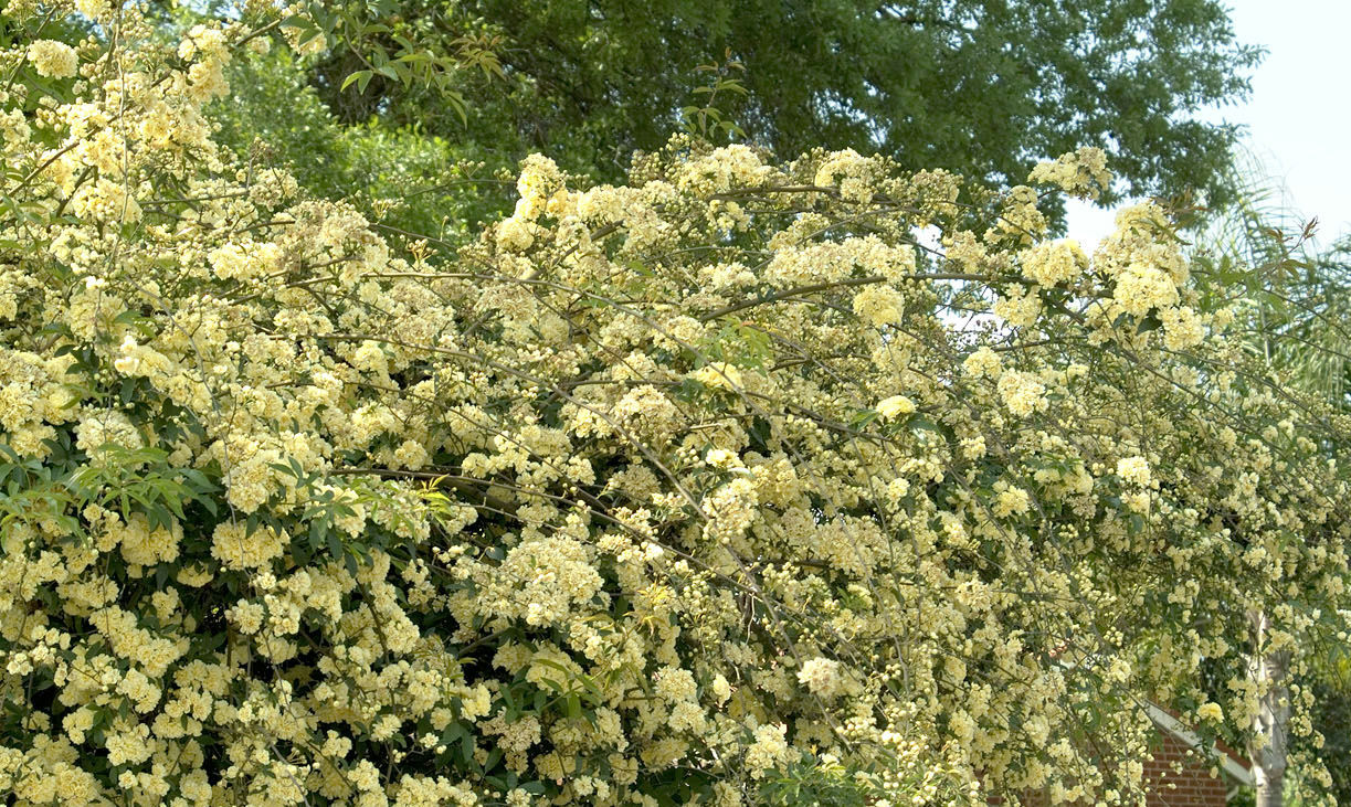 #3 Lady Banks Yellow Climbing Rose 