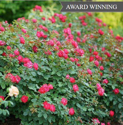 OSO EASY DOUBLE RED® Love s Nursery