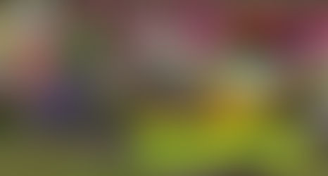 Five Native Plants perfect for Tennessee Gardens!