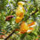 Miniature : Miel de Fleurs Jaunes