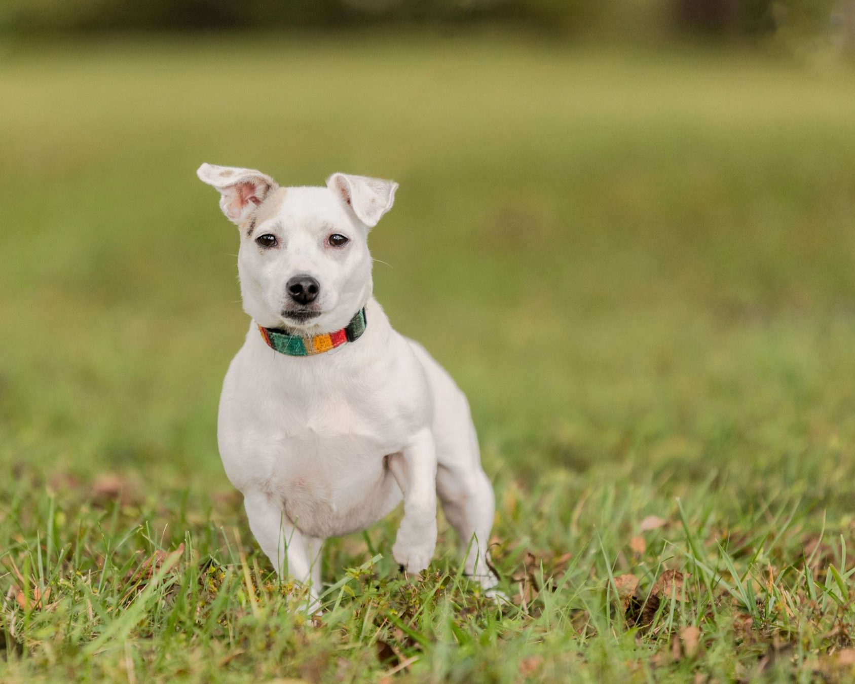 Pet Portrait of Dog by K. Williams Photography. Pet Photographer near Atlanta, GA.