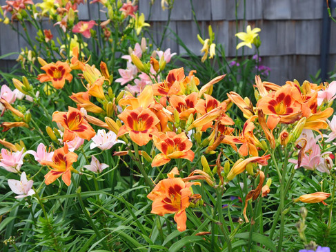 Daylilies, light and darker orange perennial flowers good in Eatonton, Madison, Milledgeville and Greensboro GA areas