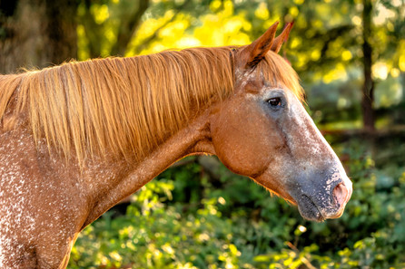 a head and neck shot of an appaloosa in a senior horse photoshoot