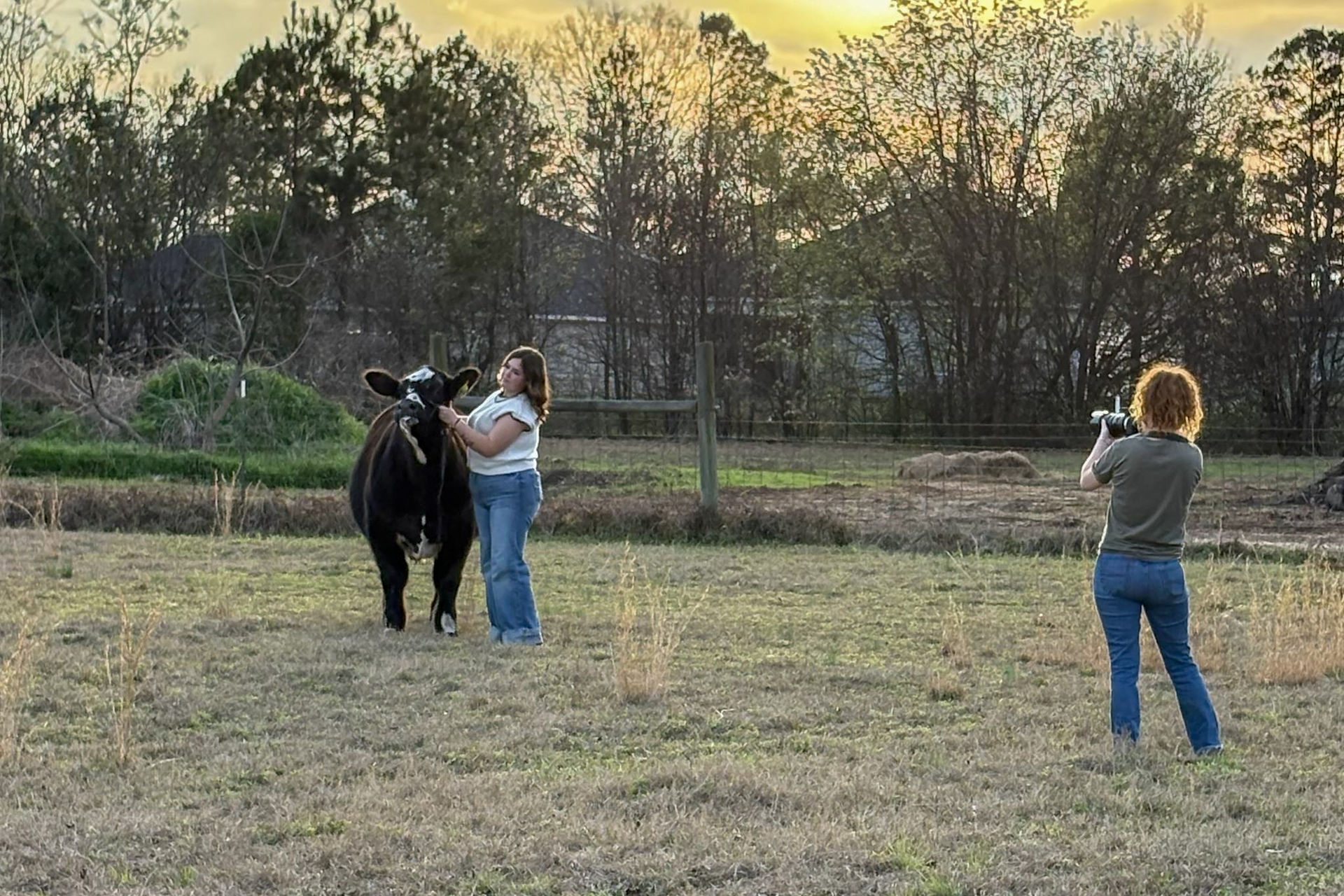high school FFA senior poses with her steer in a senior cow photoshoot