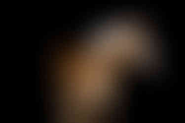 golden palomino haflinger horse black background fine art | GA equine photographer