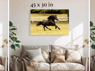 black friesian horse runs in field for horse portrait session
