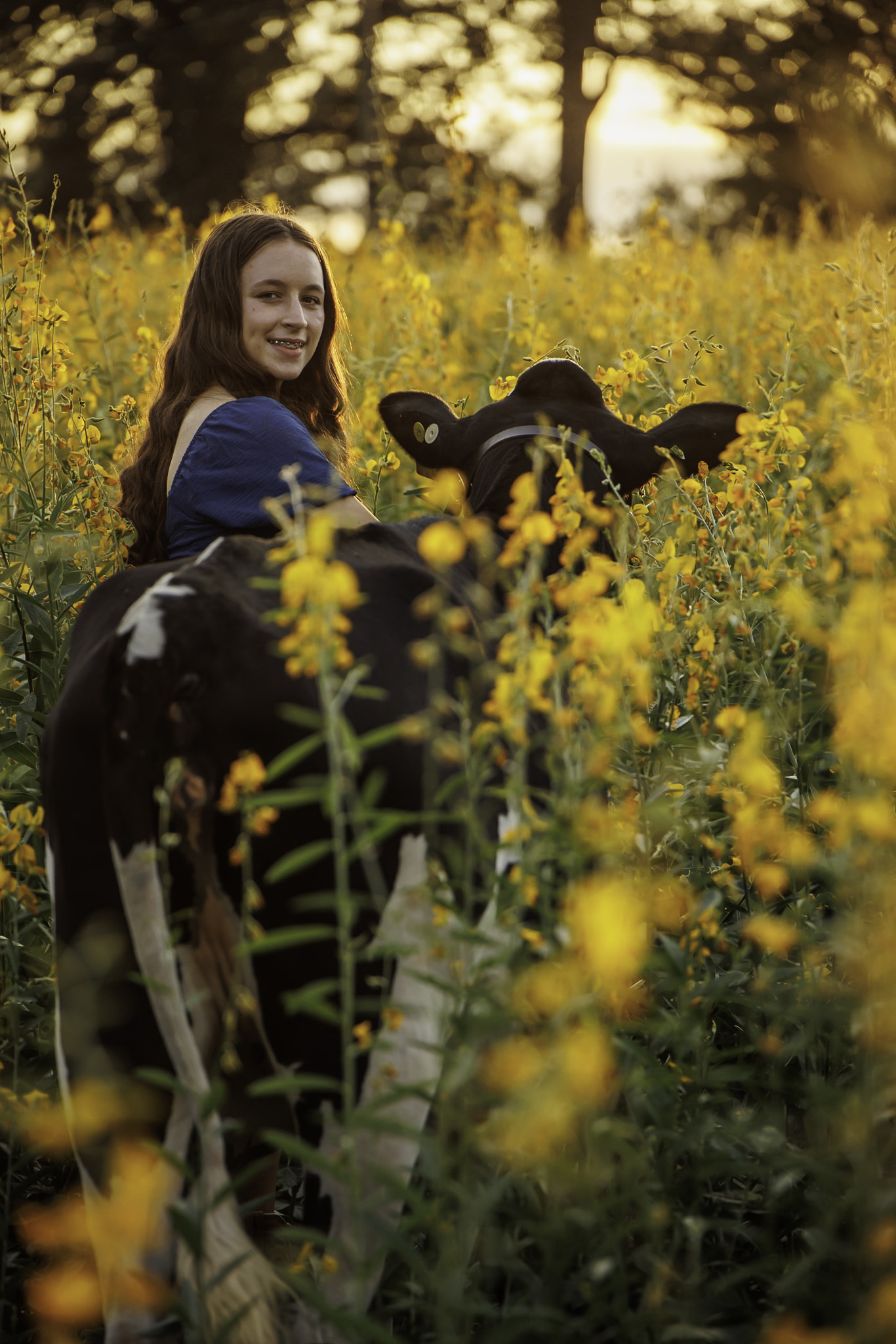 Junior girl in high school poses with dairy heifer in livestock portrait in sunn hemp field