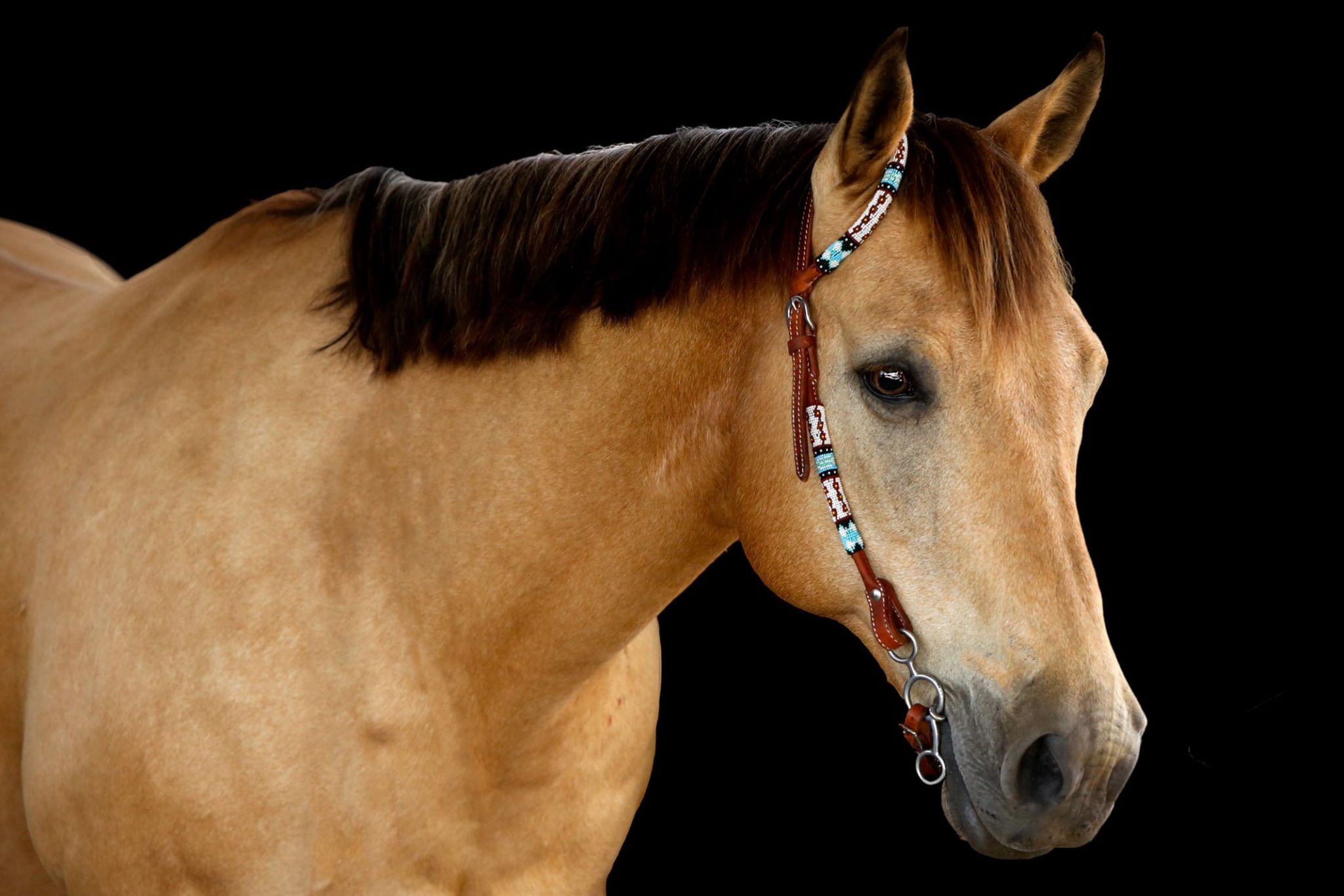 Equine Art & Sales Photos by K. Williams Photography. Equine Photographer in Georgia. Black background horse photo.