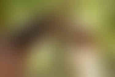 Horse and rider portrait during an outdoor horse photoshoot outside Atlanta, GA