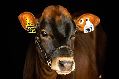 A fine art livestock portrait of a GA dairy cow animal