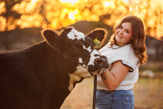 A senior portrait of a FFA member posing with her livestock project, a Simmental steer