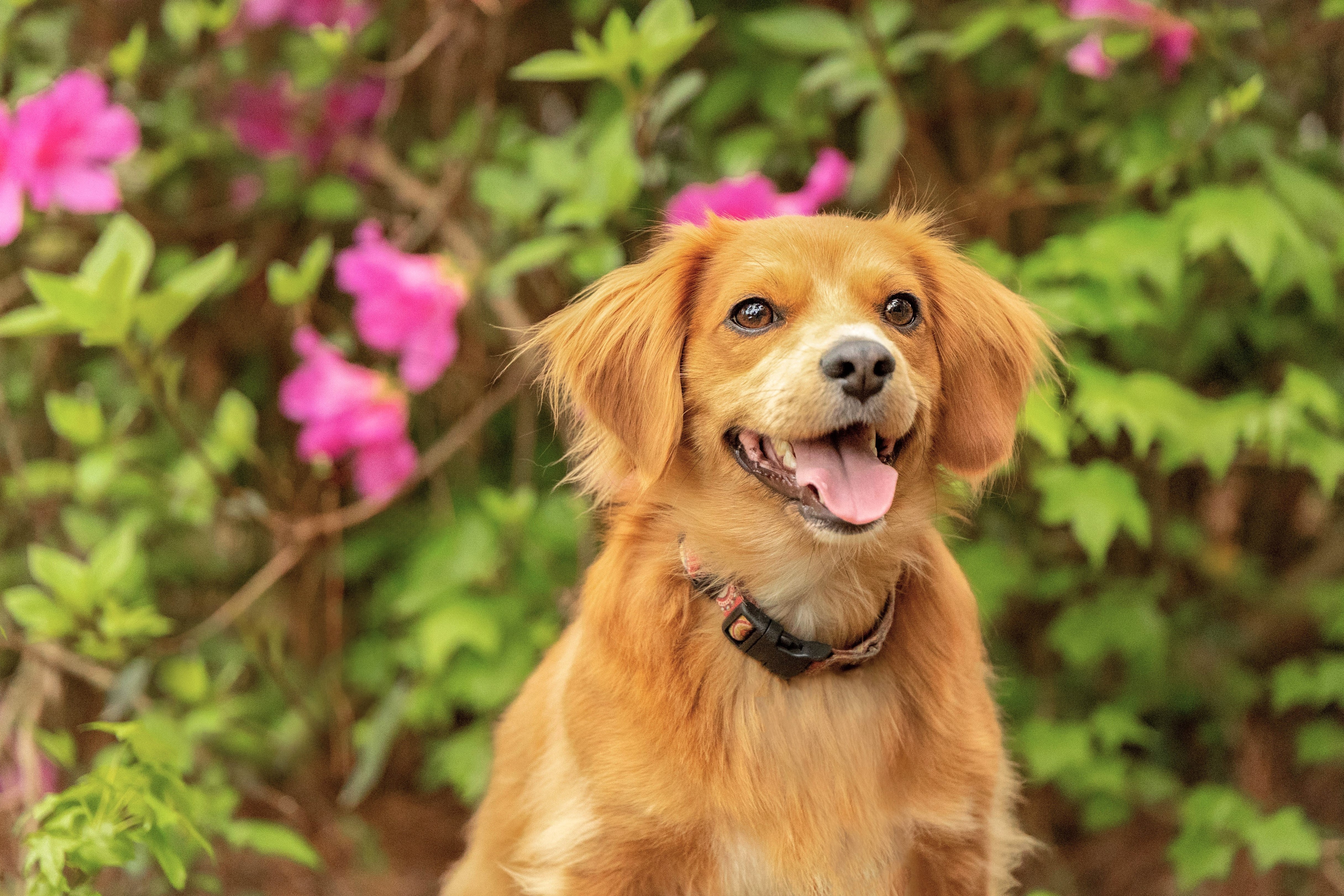 Pet Portrait of Dog by K. Williams Photography. Pet Photographer near Atlanta, GA.
