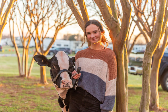 Senior girl poses with Holstein heifer at Perry National Fairgrounds | GA Livestock Photographer
