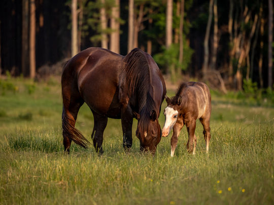 a black horse grazes with her six week old foal outside of Athens, Georgia | GA horse Photographer