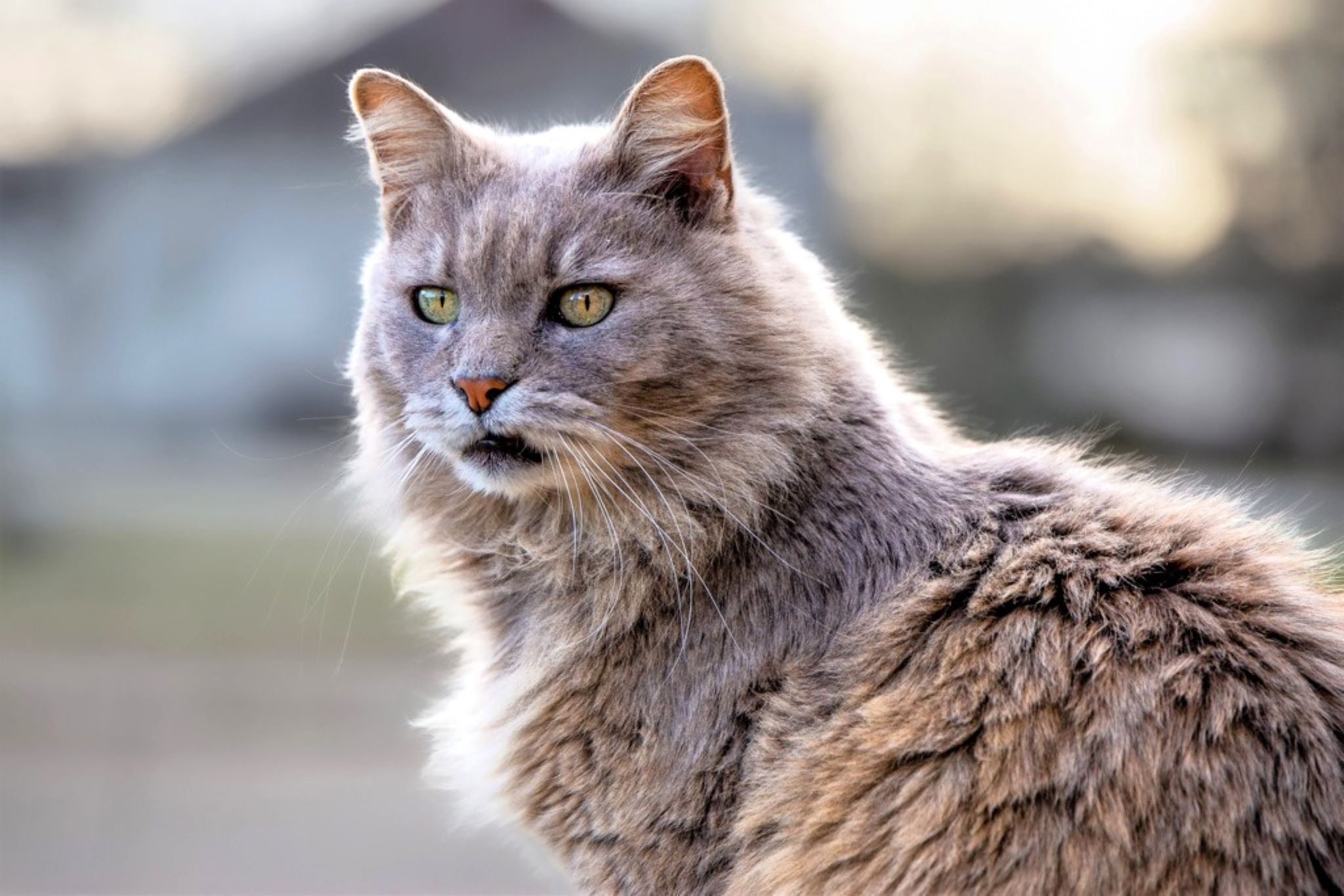Pet Portrait of Cat by K. Williams Photography. Pet Photographer near Atlanta, GA.