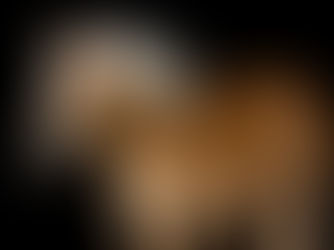 a palomino Haflinger horse poses for a fine art equine portrait by K. Williams Photography