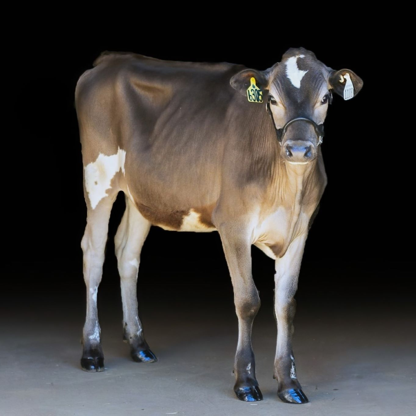 Black Background picture of dairy heifer livestock by K. Williams Photography. Livestock photography in GA.