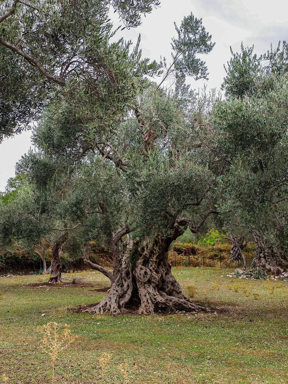Mediterrane biologische olijven in een natuurgetrouwe