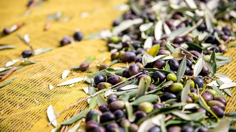 Detail van een olijftak met biologische olijven