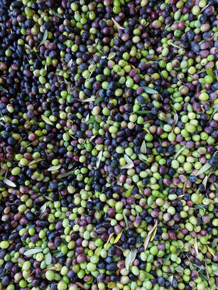 Etiket van Italiaanse olijfolie met herkomst van de olijven